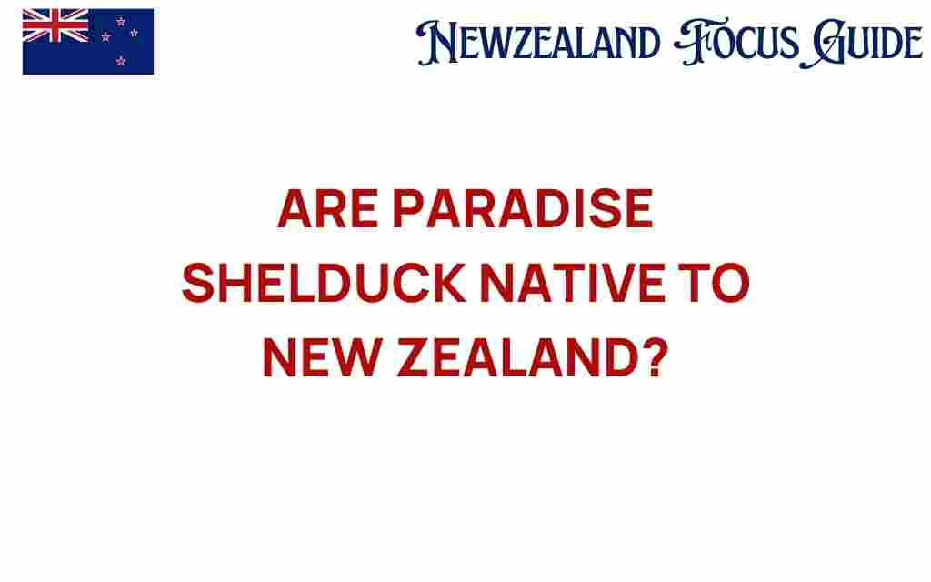 paradise-shelduck-new-zealand