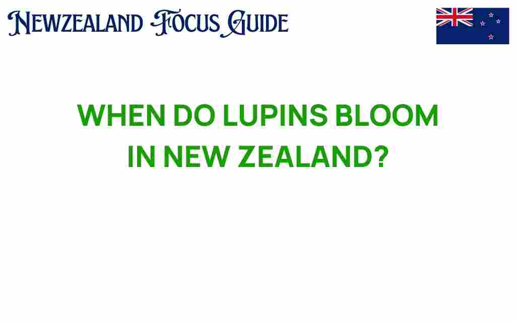 lupins-bloom-new-zealand